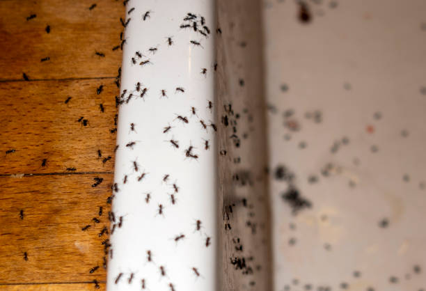 Best Pest Control for Homes  in Rio Dell, CA