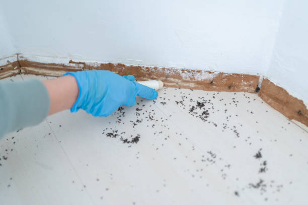 Best Best Pest Control Companies  in Rio Dell, CA